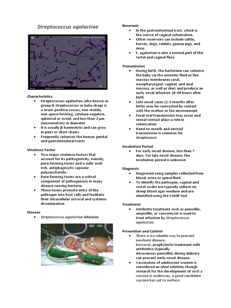 strep agalactiae pneumonia icd 10