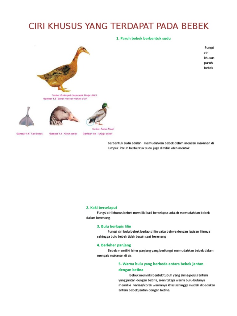 Ciri Khusus Yang Terdapat Pada Bebek Pdf
