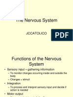 7 Nervous System