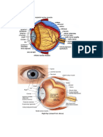 Gambar Mata.docx