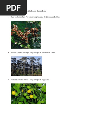 Download 600 Koleksi Gambar Flora Moras Macraura Paling Bagus HD