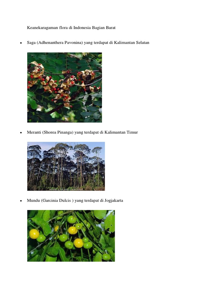 Download 600 Koleksi Gambar Flora Moras Macraura Paling Bagus HD