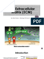 The ECM: Essential Non-Cellular Component of Tissues