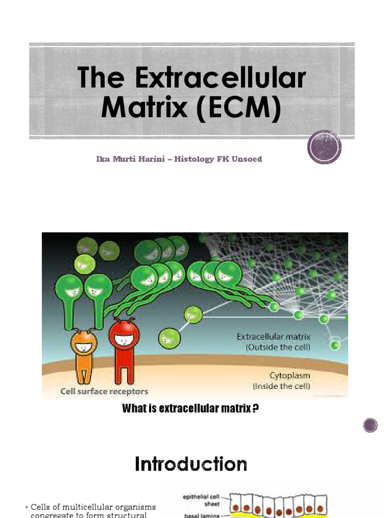 2016 10 18 The Extracellular Matrix (ECM).ppt Extracellular Matrix Integrin