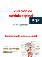  Circulacion de Medula Espinal
