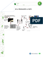 De La Fecundacion Al Parto