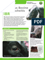 Controlling IBR through vaccination and biosecurity