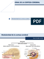 Anatomía Funcional de La Corteza Cerebral