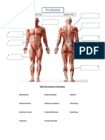 The Basic Muscles Worksheet