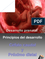 Dess Prenatal y Nacimiento