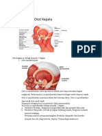 Otot Kepala Dan Leher
