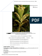 Phytophthora Blight (Phytophthora Nicotianae) On Burley Tobacco (Nicotiana Tabacum (Burley Type) ) - 1440052
