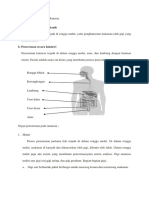 Alat Pencernaan Pada Manusia