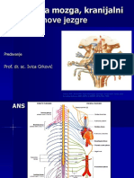 Baza Mozga I Kranijalni Živci - Predavanje 2013