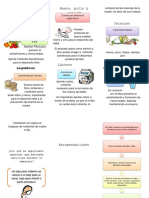 Nutricion Embarazada Triptico