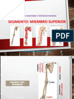 Anatomía del miembro superior