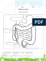 Digestive System: Label The Parts Below