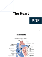 The Heart-1