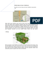 Sistem Organ Pada Tumbuhan