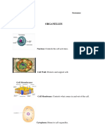 Cell Organelles Worksheet