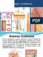 Anexos Cutaneos