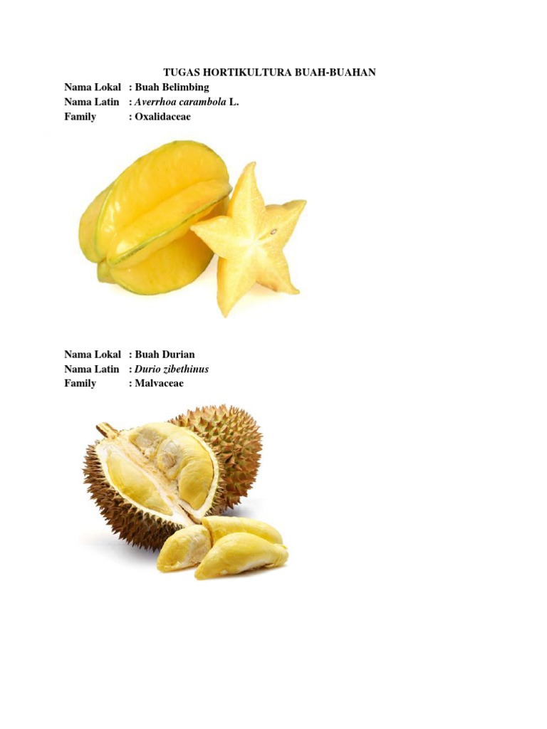 7000 Gambar Buah  Buahan  Dan  Nama  Latinnya  Gratis Gambar ID