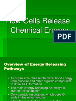 Process of Chemical Release in Cells