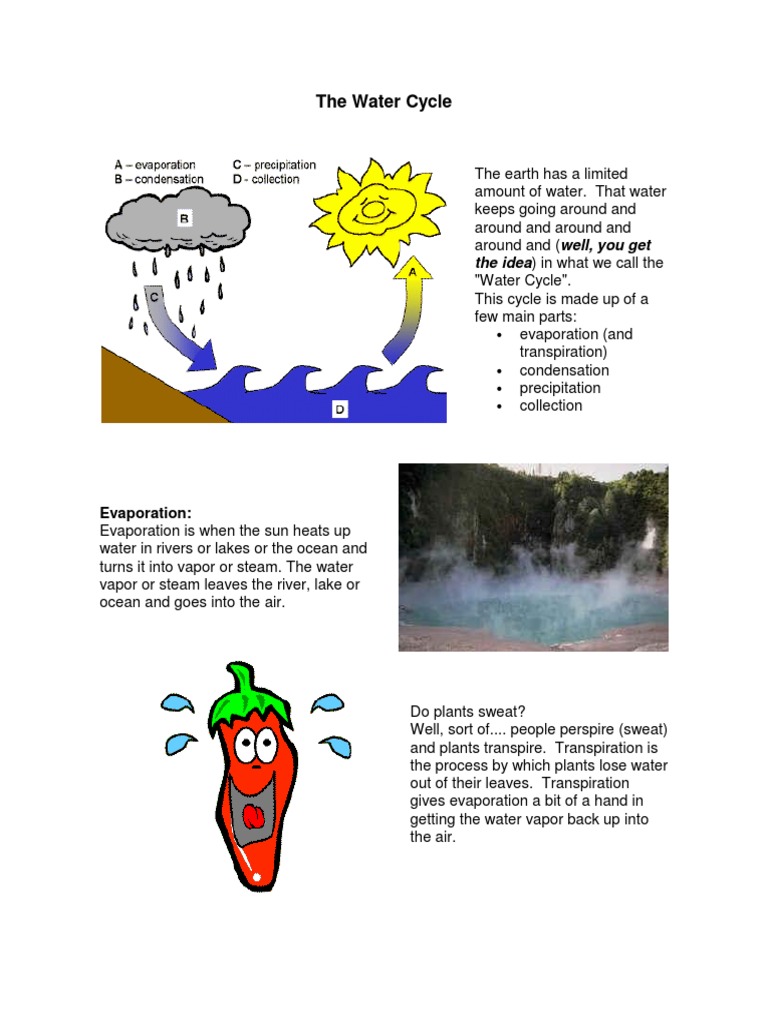 Kids' Guide to the Water Cycle | PDF | Evaporation | Water Cycle