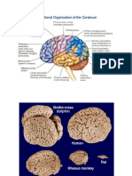5. Corteza Cerebral (ESQUEMAS)