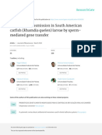 Trans Gene Transmission in South American Cat