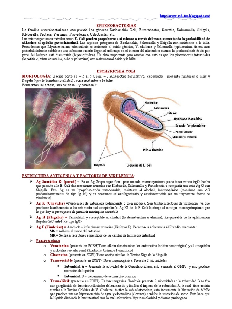 E. Coli y otras Enterobacterias | Escherichia coli | Diarrea