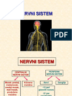 Nervni S