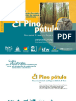 Pino Patula