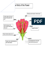 The Parts of The Flower