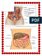 Trabajo de Anatomia