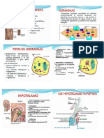 Endocrino Imprimir