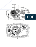 Pinte e coloque os nomes das organelas.docx