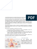 Fisiologia de La Respiracion