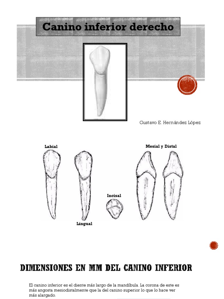 Anatomía del Canino Inferior Derecho | PDF | Artes del Lenguaje y ...