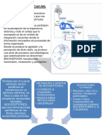 Neuro Seminario