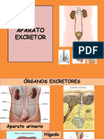 aparato excretor.pdf