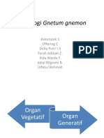 Morfologi Gnetum Gnemon