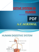 Digestive System in Human