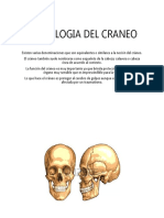 Osteologia Del Craneo