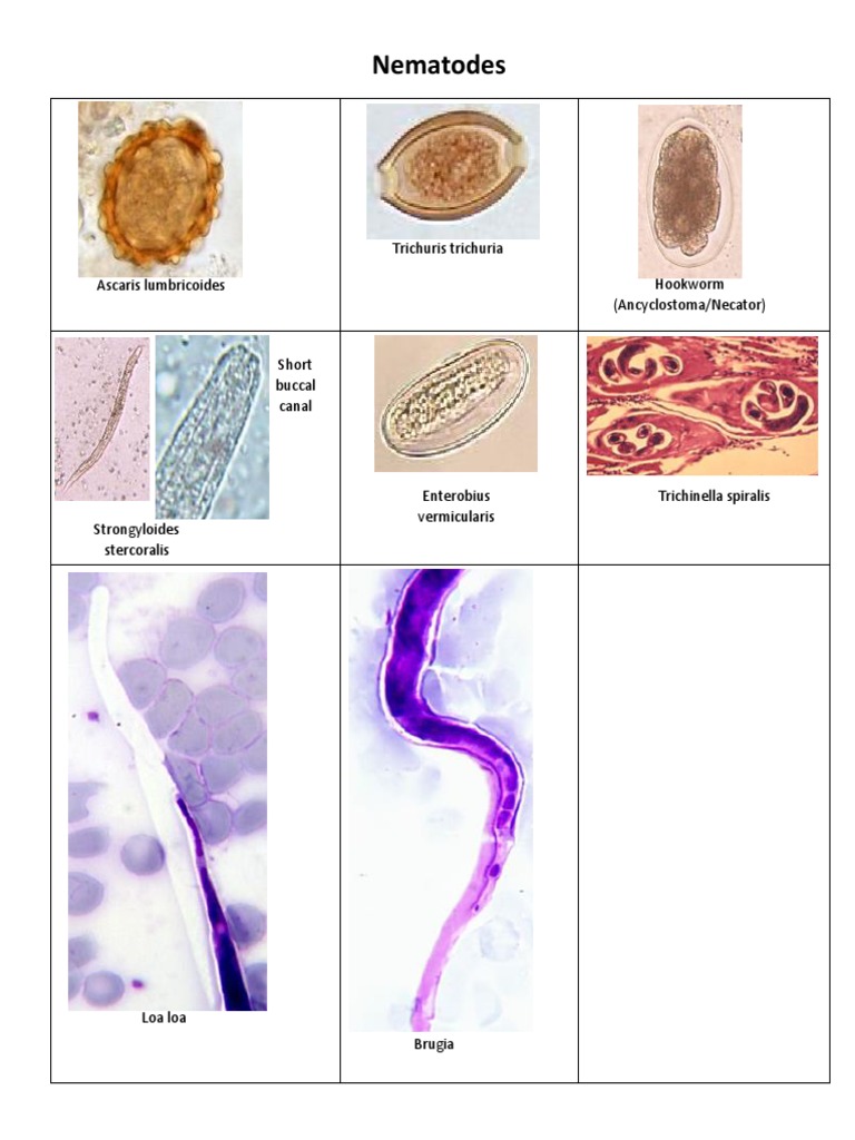 Parasite Cheat Sheet | PDF