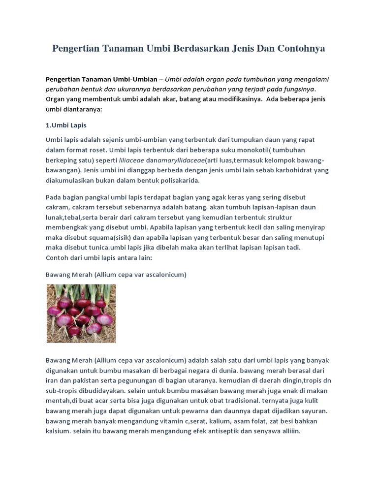 Apa Yang Dimaksud Dengan Tanaman  Umbi Umbian Berbagi Tanam Apa Yang Dimaksud Dengan Tanaman  Umbi Umbian Berbagi Tanam
