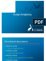 Avian Anatomy and Exams - International Bird Rescue