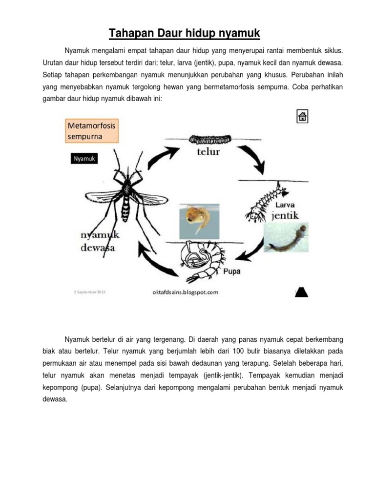 Tahapan Daur Hidup Nyamuk  PDF