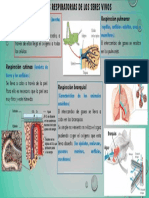 Estructuras respiratorias animales