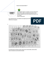 Taller Ciclo Celular Grado 7